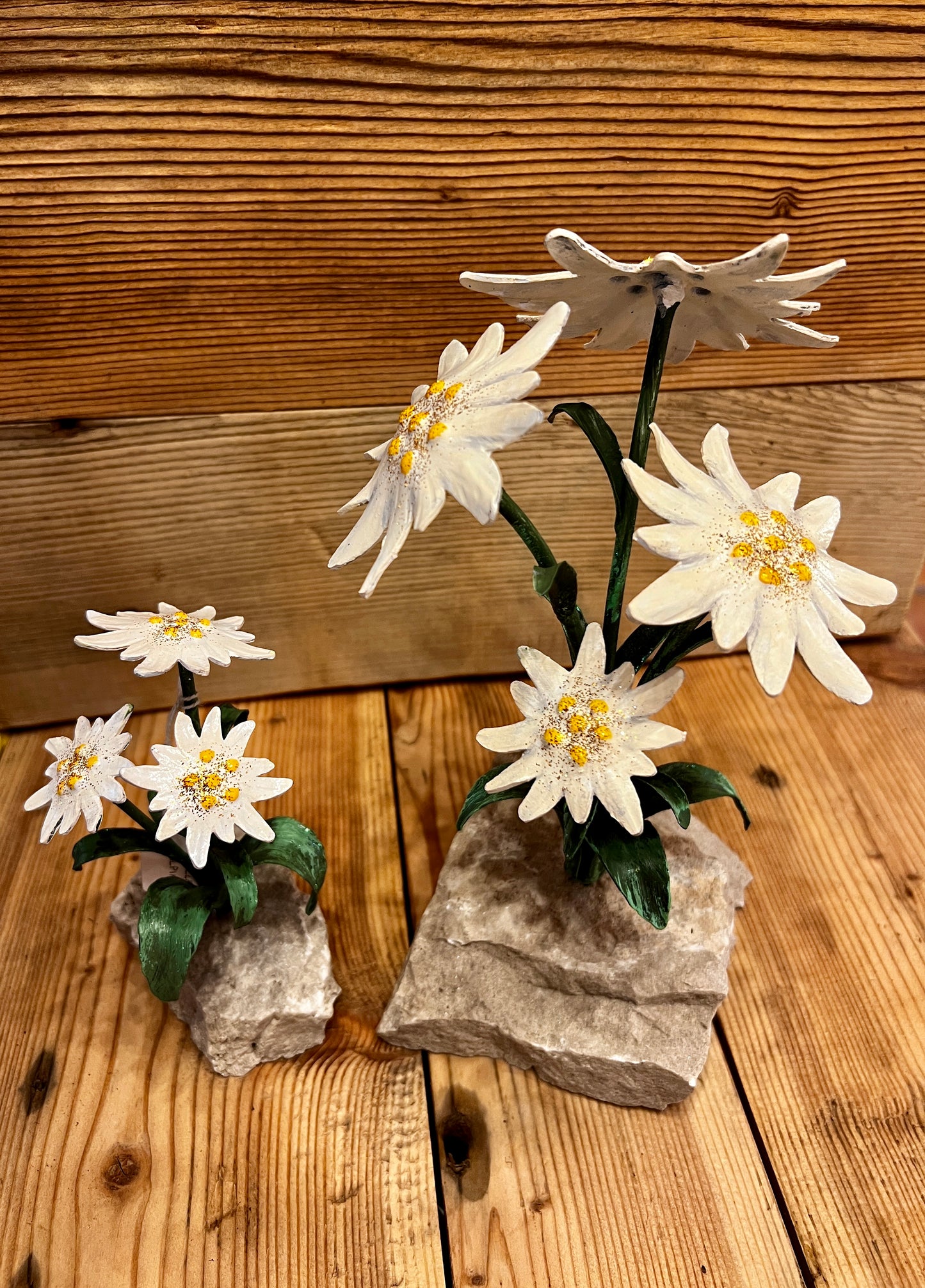 Stelle alpine su sasso