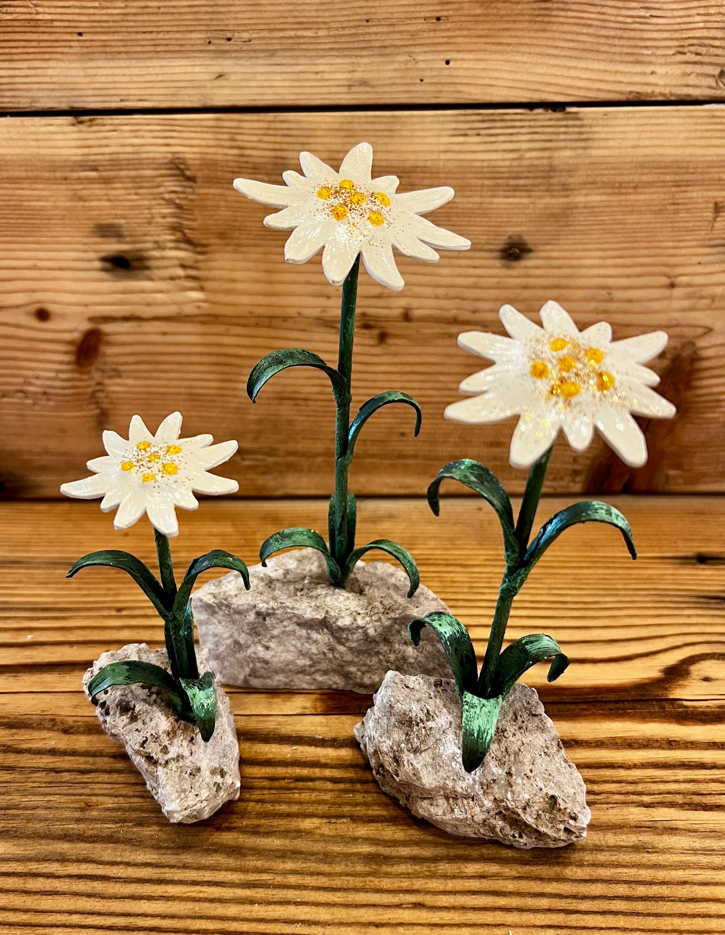 Edelweiss on a rock