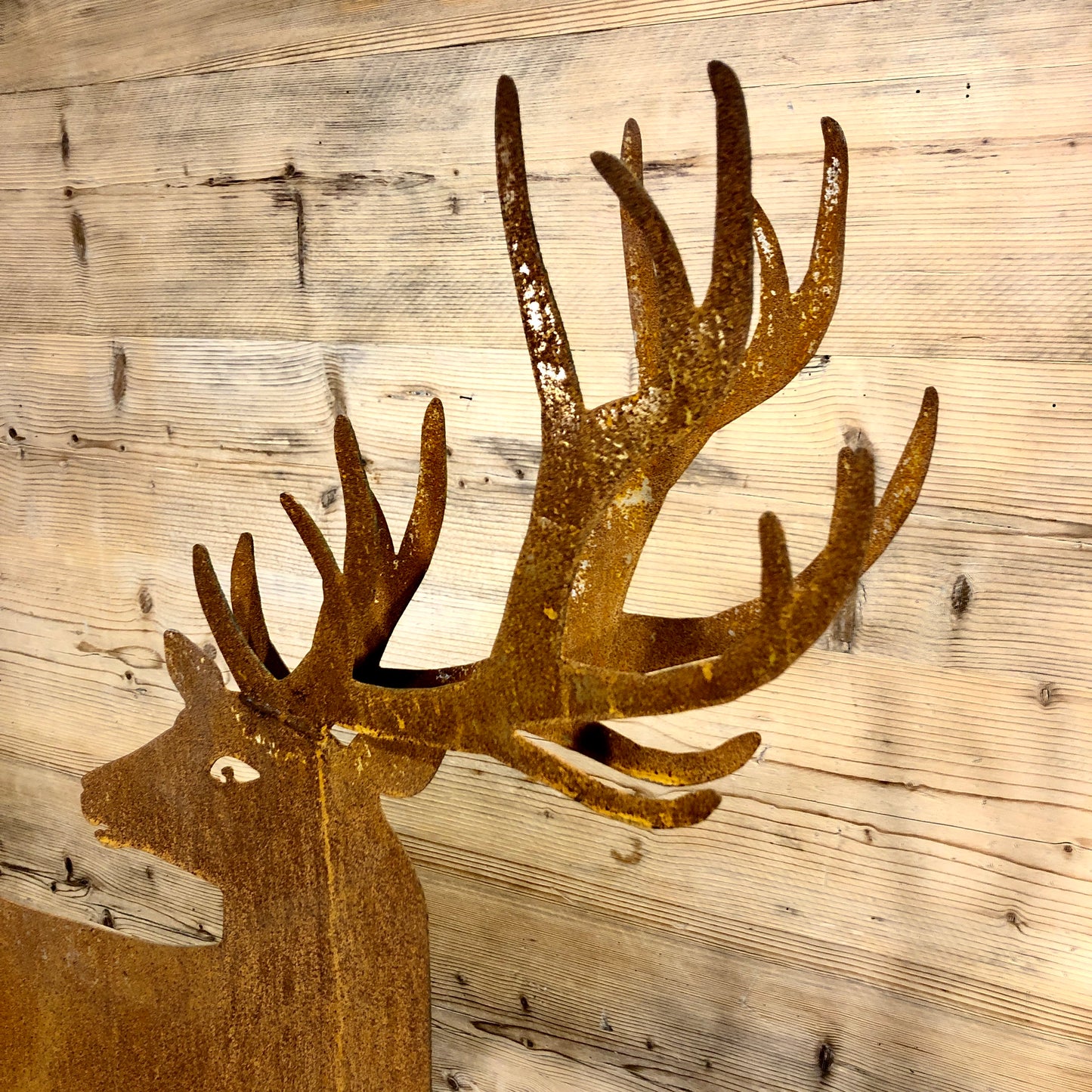 Cervo corna unite e testa girata