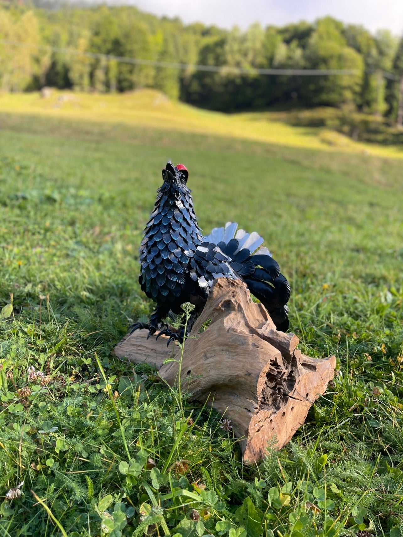 Gallo Forcello