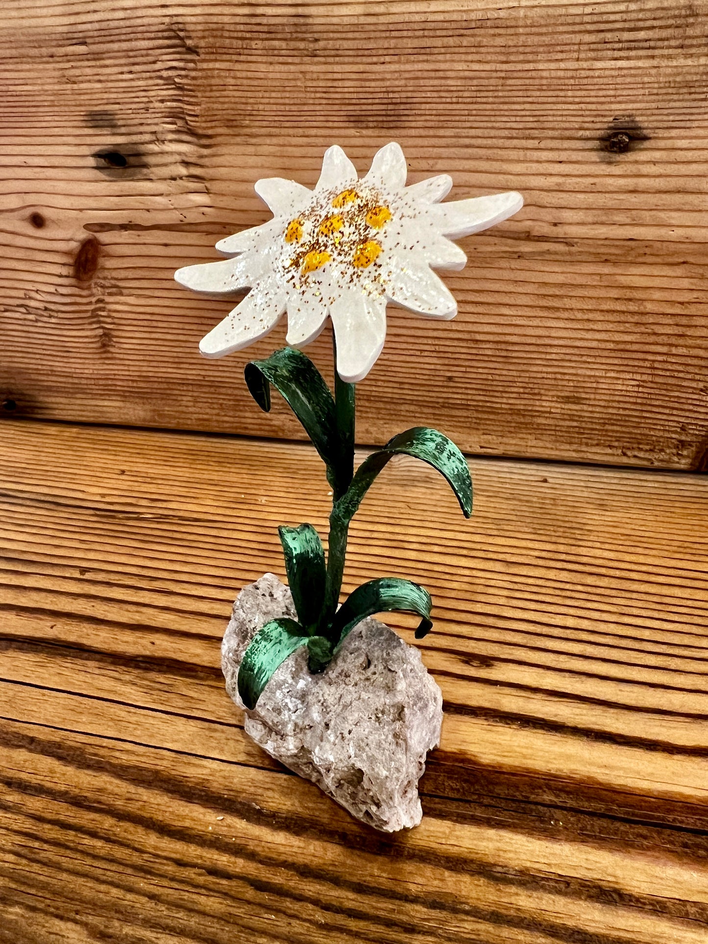 Stella alpina su sasso