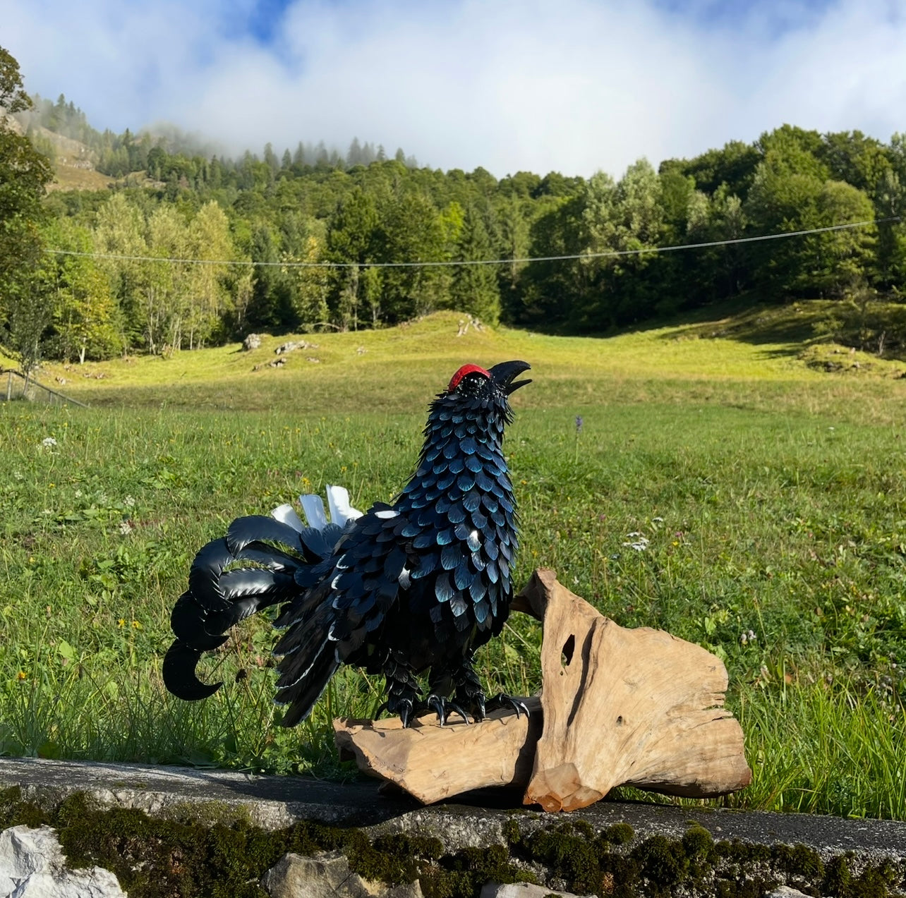 Gallo Forcello