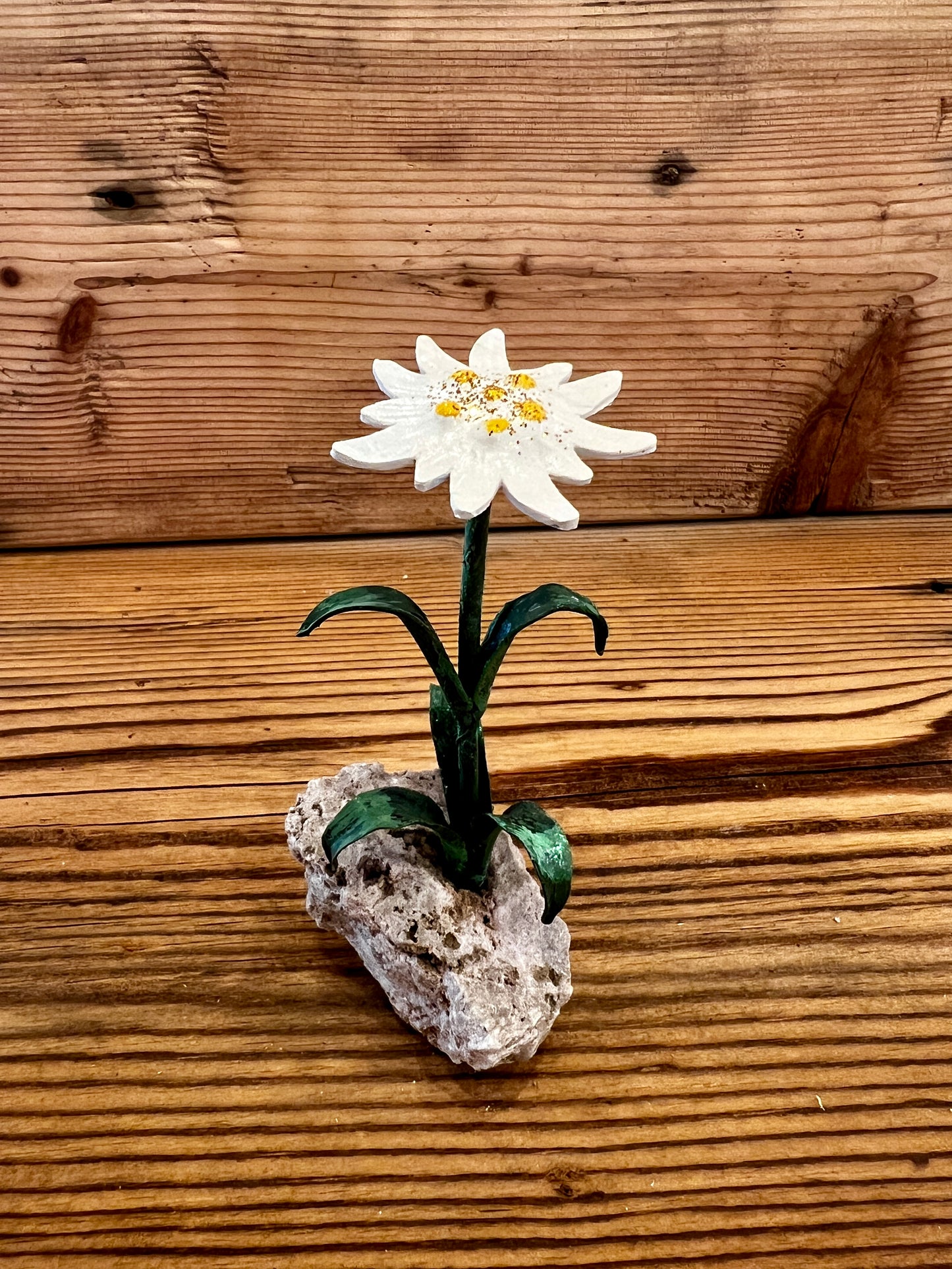 Stella alpina su sasso