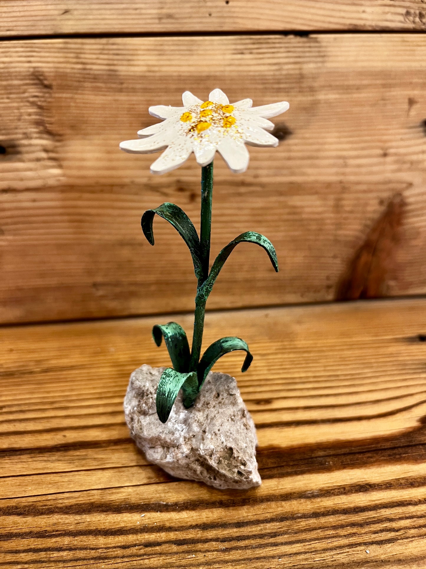 Stella alpina su sasso