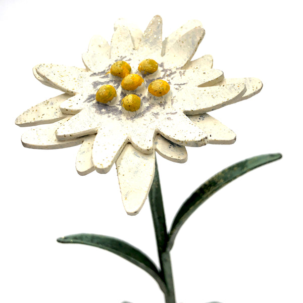 Stella alpina su sasso