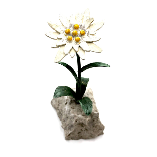Stella alpina su sasso