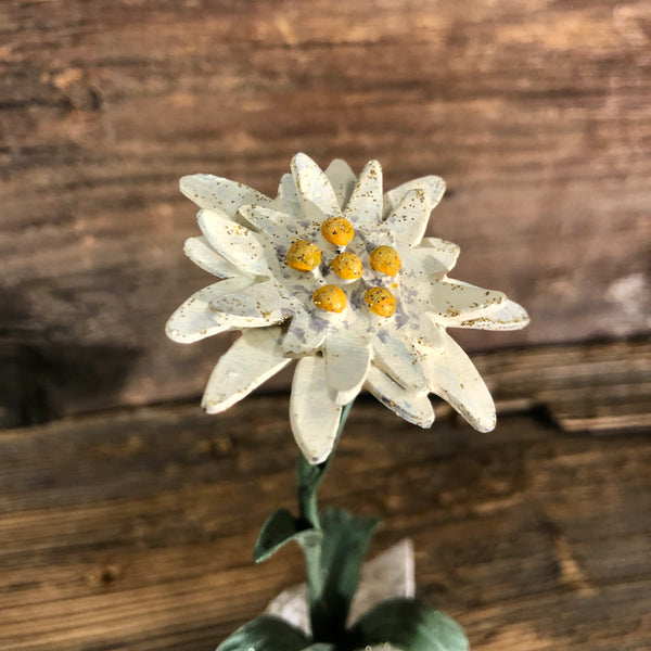 Stella alpina su sasso