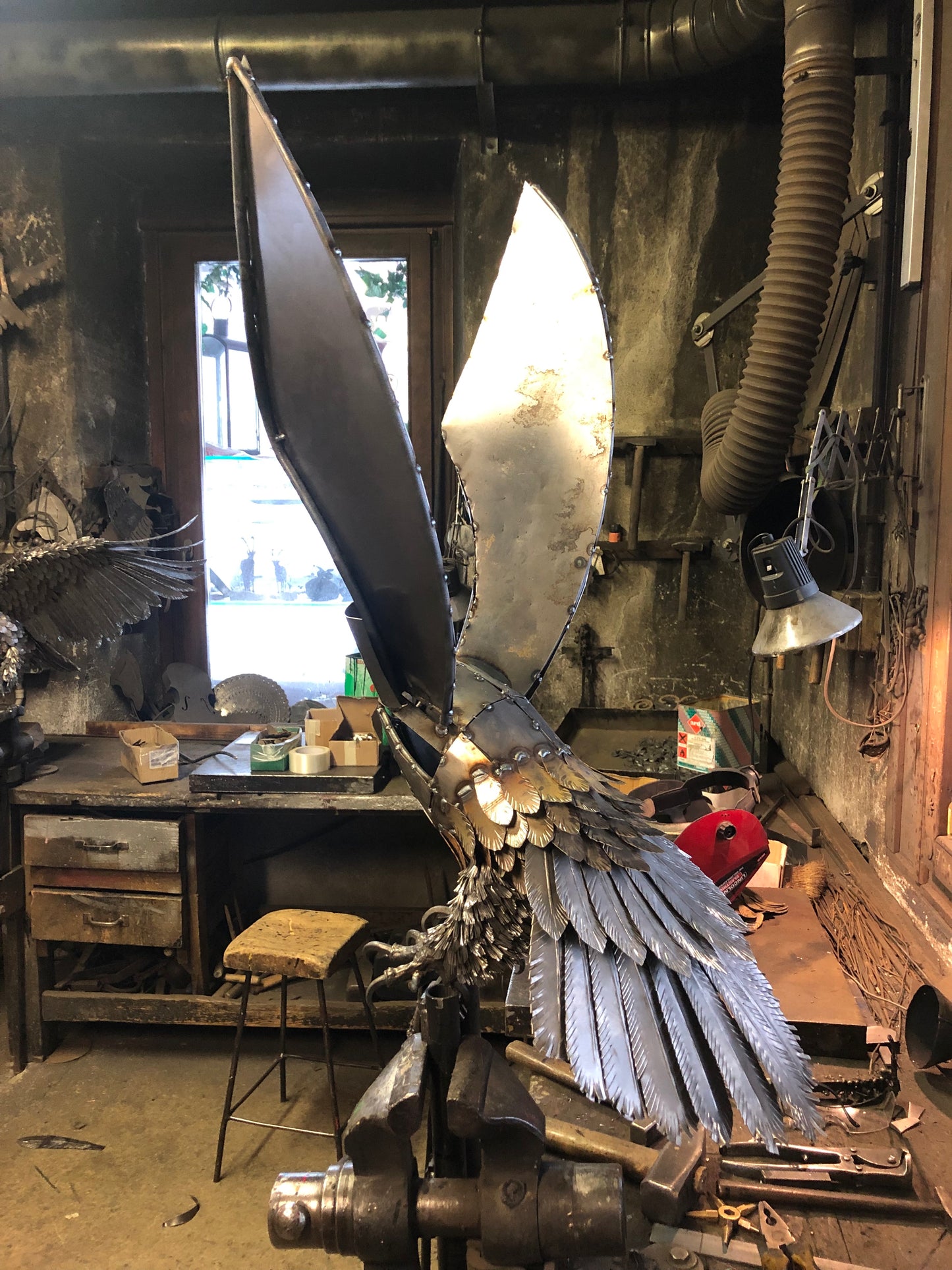 Aquila