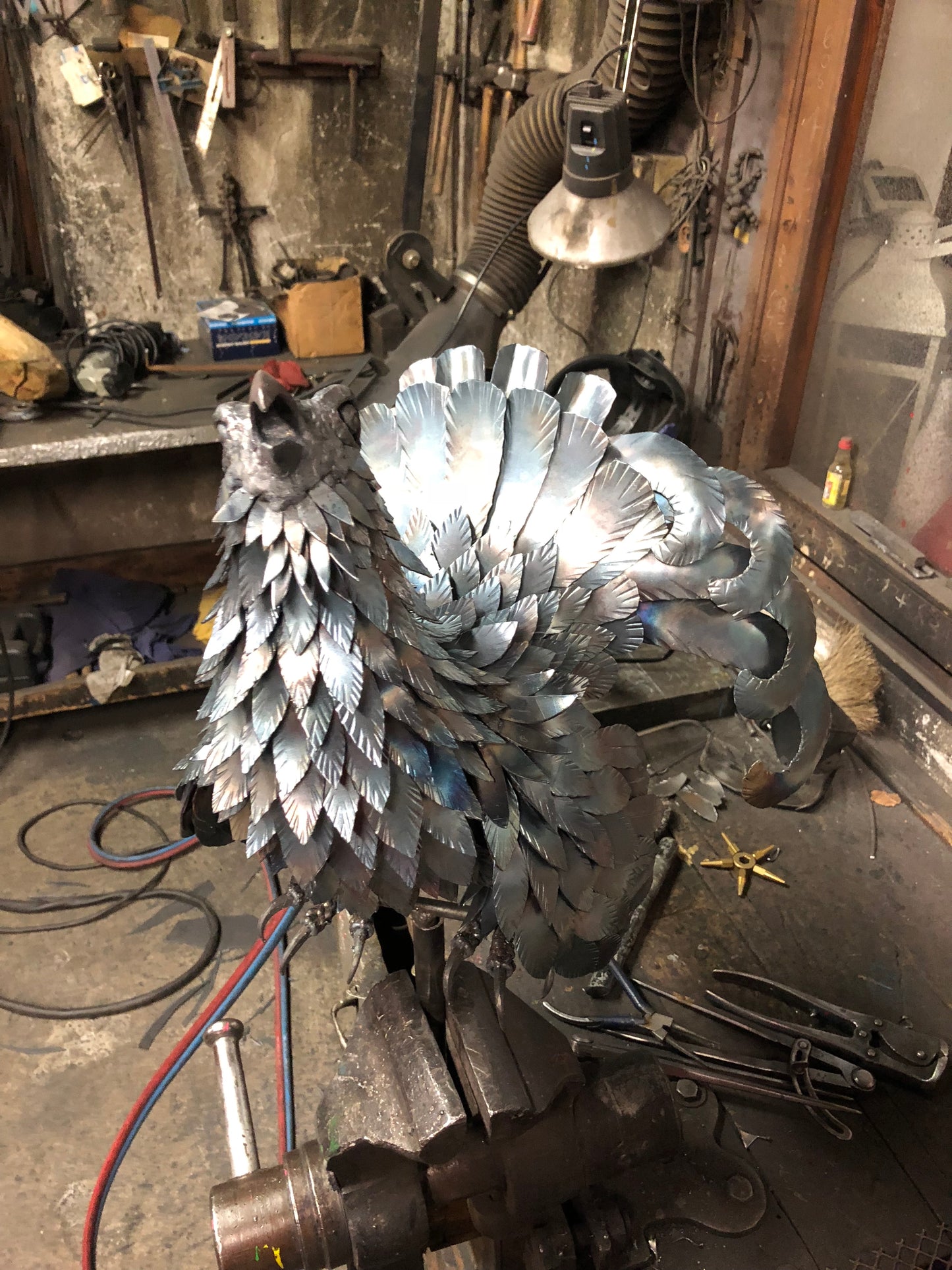 Gallo forcello