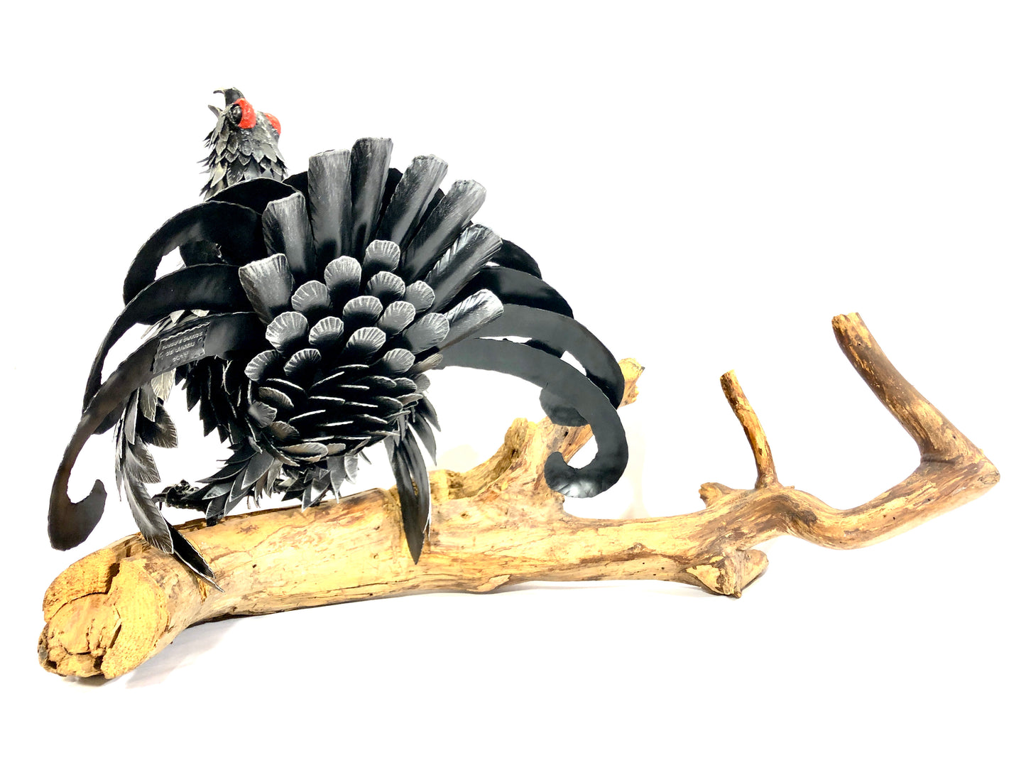 Gallo forcello