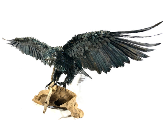 Aquila
