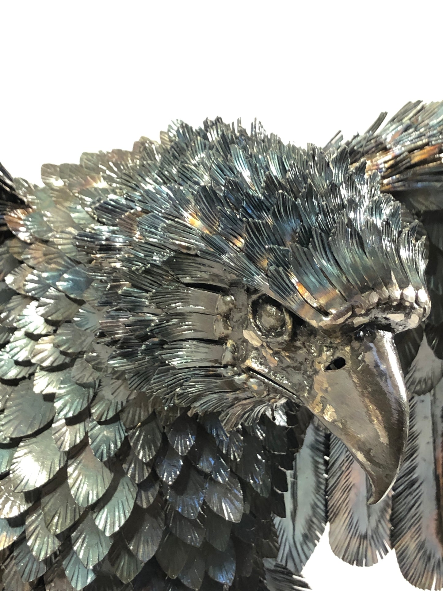 Aquila