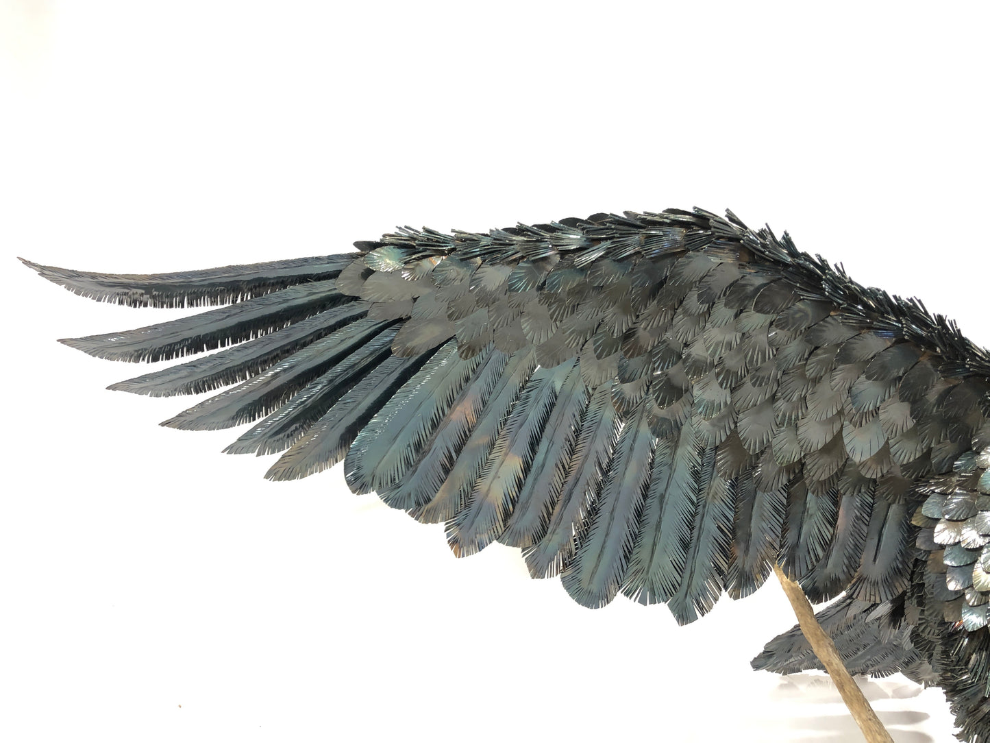 Aquila