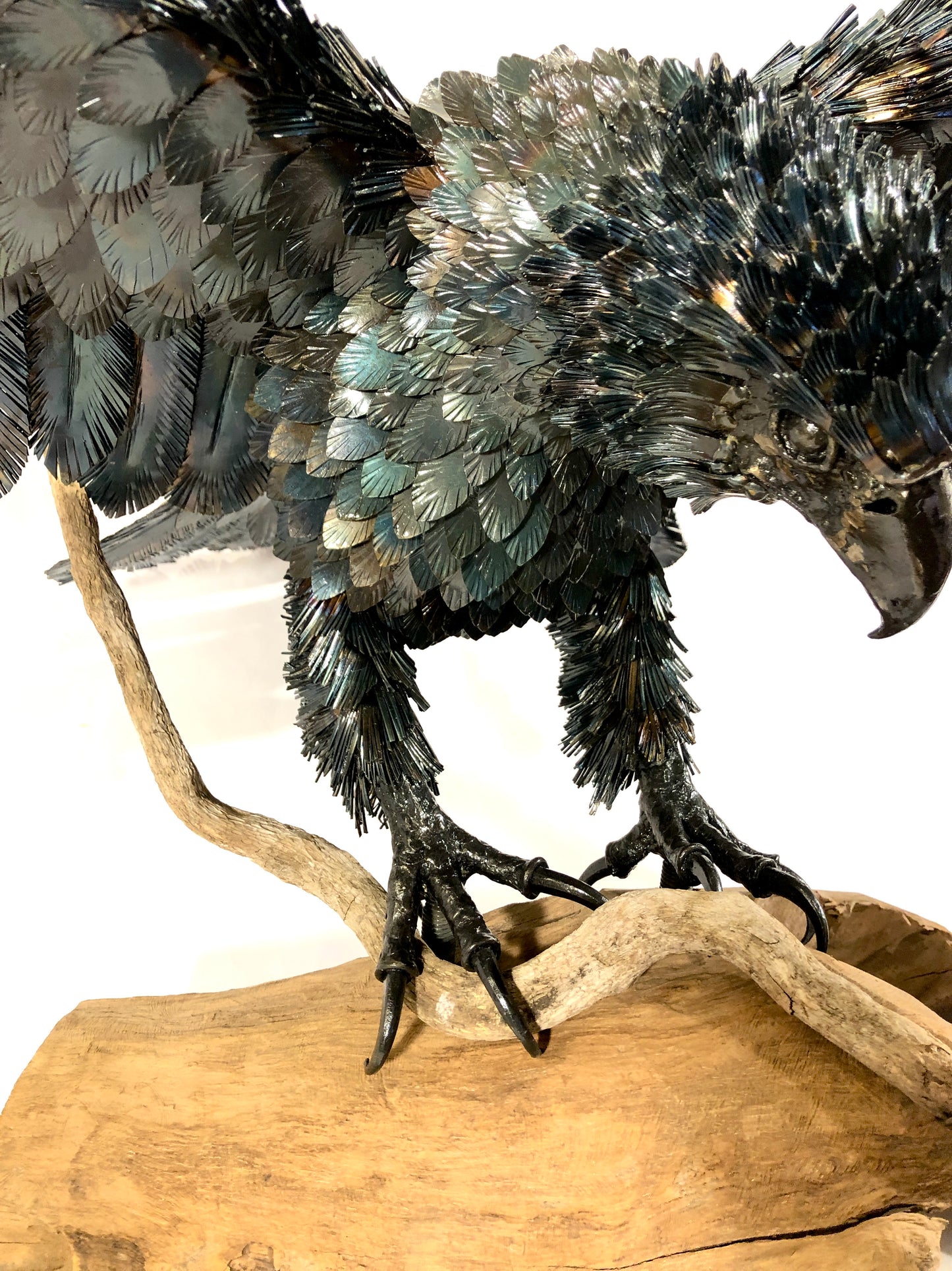 Aquila