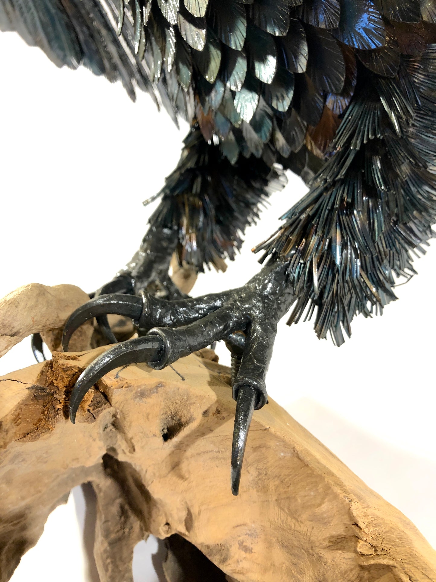 Aquila