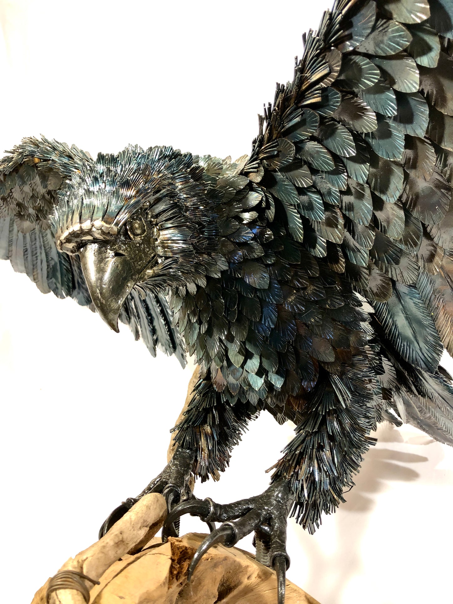 Aquila
