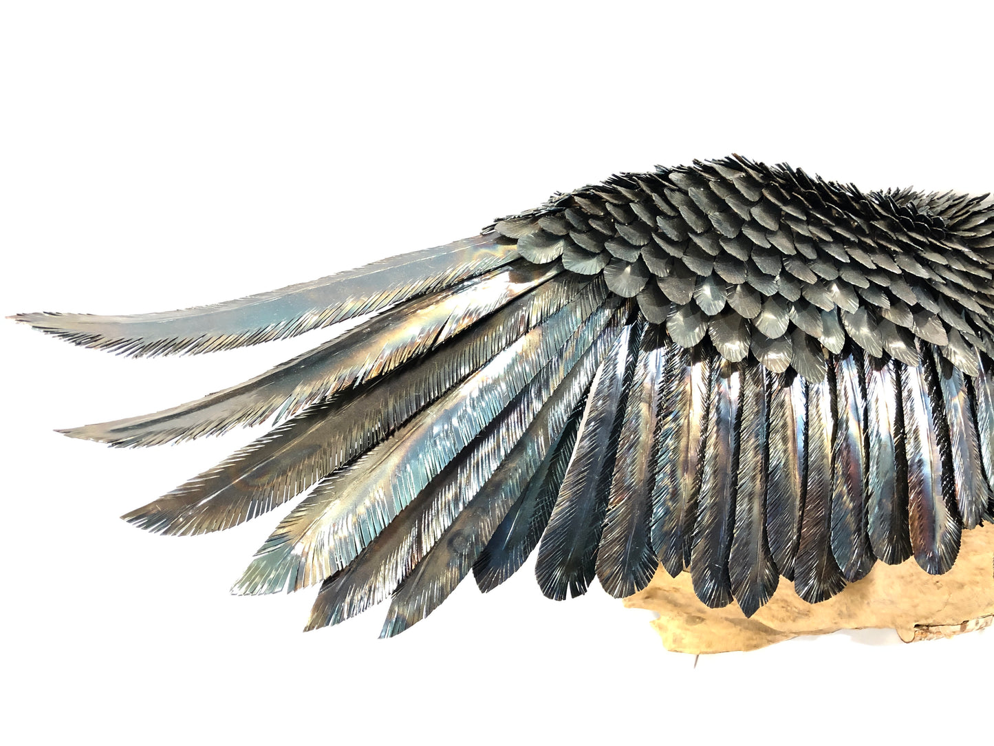 Aquila