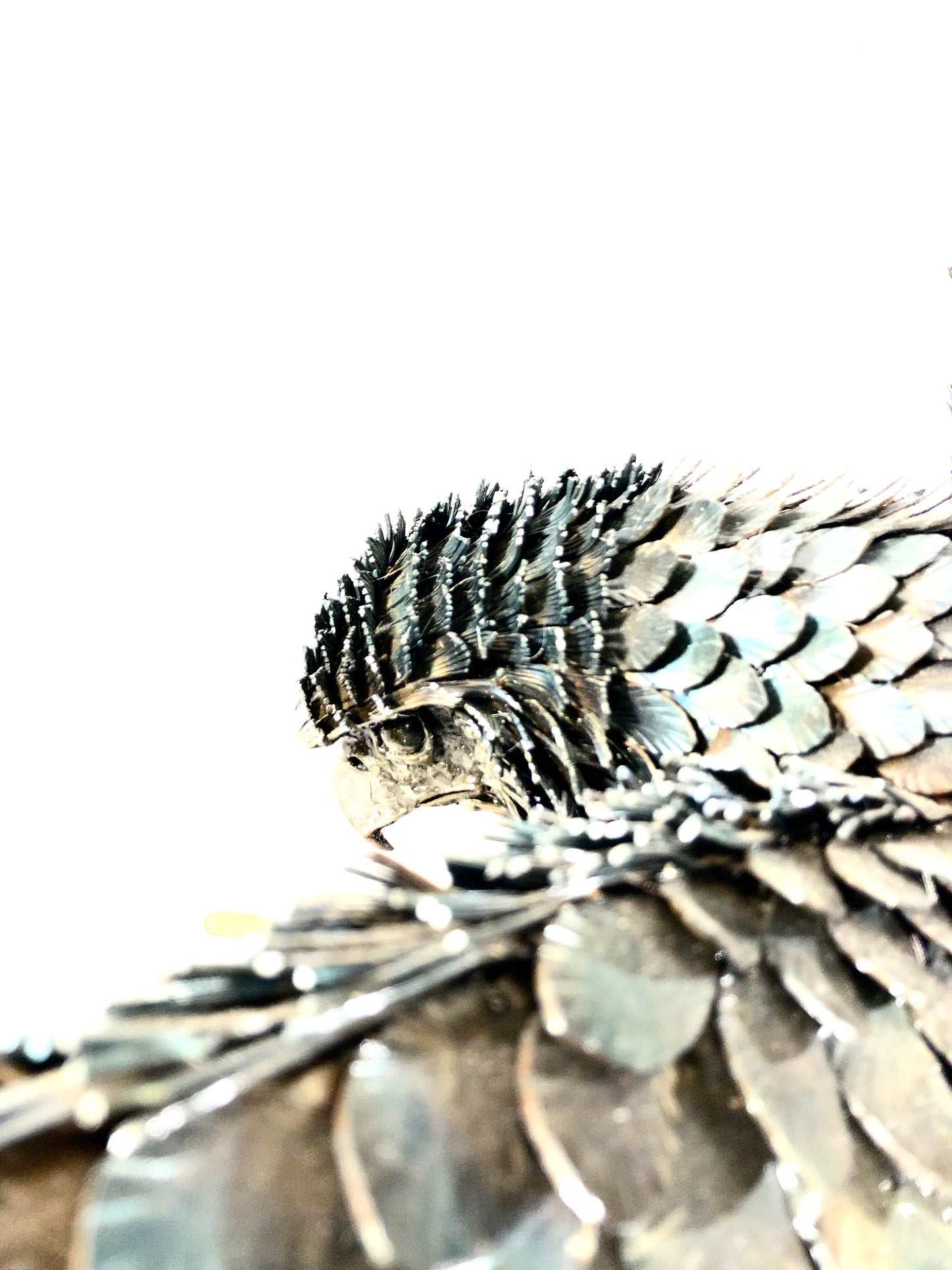 Aquila